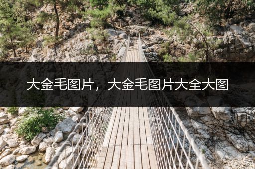 大金毛圖片，大金毛圖片大全大圖