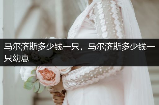 馬爾濟(jì)斯多少錢一只，馬爾濟(jì)斯多少錢一只幼崽