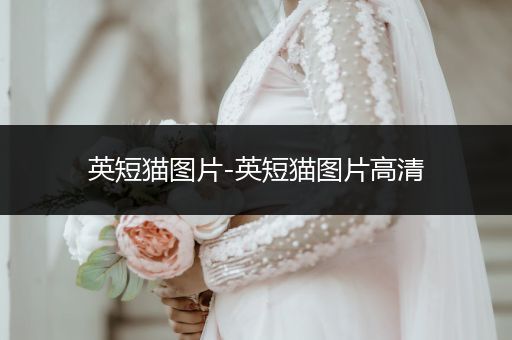 英短貓圖片-英短貓圖片高清