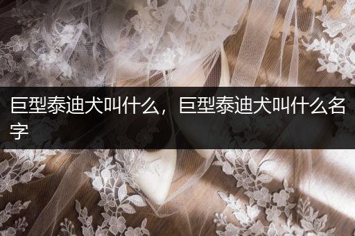 巨型泰迪犬叫什么，巨型泰迪犬叫什么名字