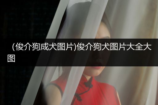 （俊介狗成犬圖片)俊介狗犬圖片大全大圖