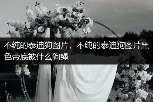 不純的泰迪狗圖片，不純的泰迪狗圖片黑色帶底被什么狗繩