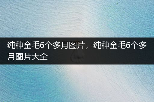 純種金毛6個(gè)多月圖片，純種金毛6個(gè)多月圖片大全