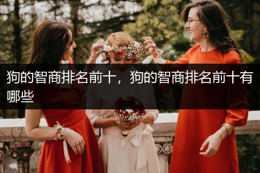狗的智商排名前十，狗的智商排名前十有哪些