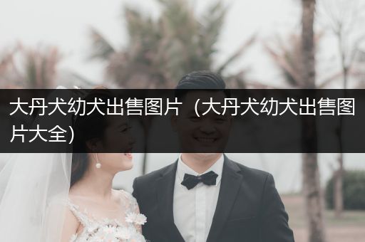 大丹犬幼犬出售圖片（大丹犬幼犬出售圖片大全）