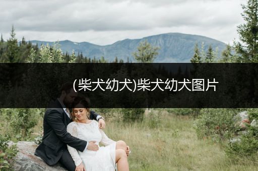 (柴犬幼犬)柴犬幼犬圖片