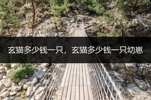 玄貓多少錢一只，玄貓多少錢一只幼崽