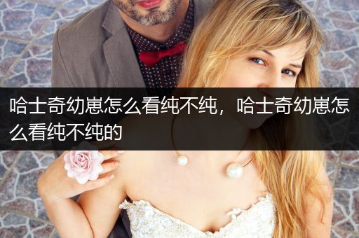 哈士奇幼崽怎么看純不純，哈士奇幼崽怎么看純不純的