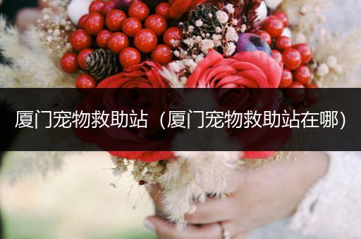 廈門寵物救助站（廈門寵物救助站在哪）