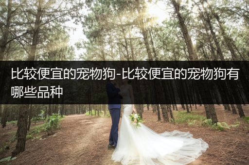 比較便宜的寵物狗-比較便宜的寵物狗有哪些品種