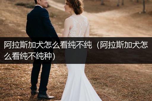 阿拉斯加犬怎么看純不純（阿拉斯加犬怎么看純不純種）