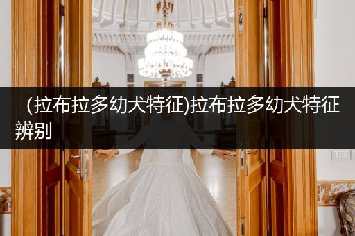 （拉布拉多幼犬特征)拉布拉多幼犬特征辨別